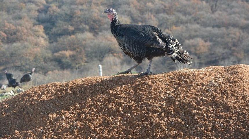 Hindiler 70 Liradan Alıcı Buluyor