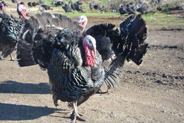 Hindiler 70 Liradan Alıcı Buluyor