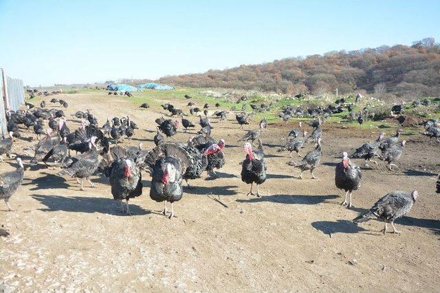 Hindiler 70 Liradan Alıcı Buluyor