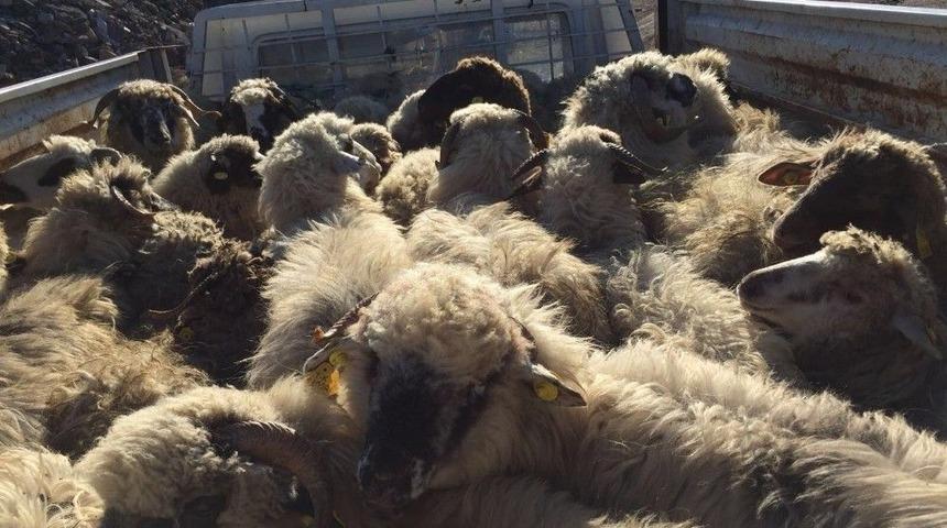 Sungurlu&rsquo;da Gen&ccedil; &Ccedil;ift&ccedil;ilere 210 Koyun Hibe Edildi