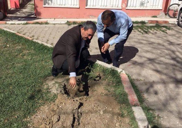 &Ccedil;ayıralan&rsquo;da 4 Bin Adet G&uuml;l Fidanı Toprakla Buluştu 1