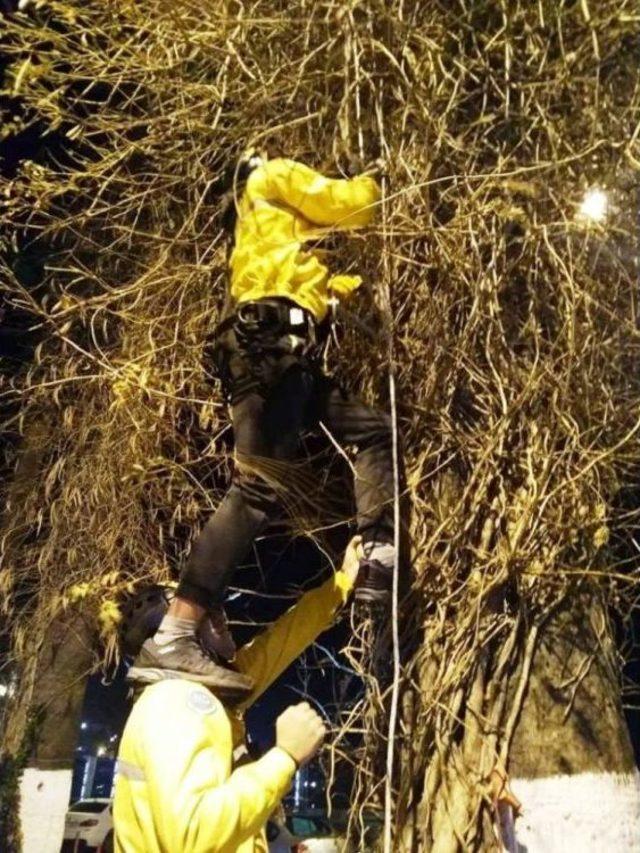 Aydın’da Ağaçta Mahsur Kalan Kediler Kurtarıldı