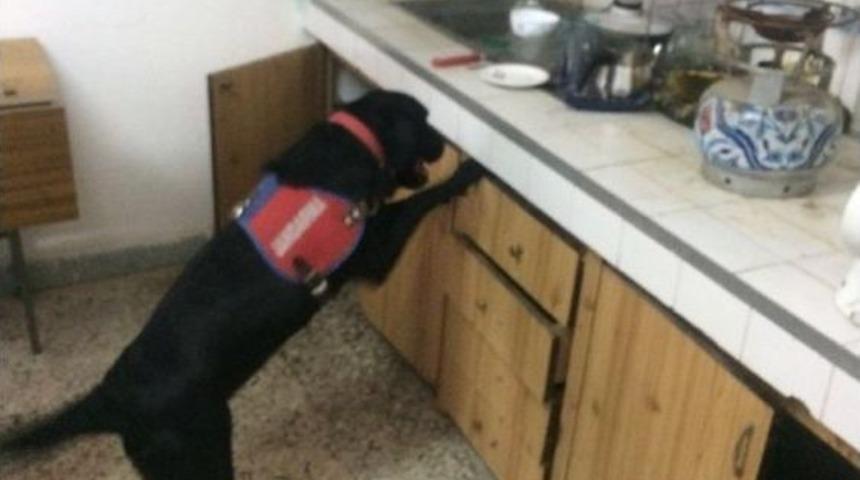 Eğitimli Dedekt&ouml;r K&ouml;pek &rsquo;limit&rsquo;ten Ka&ccedil;ış Yok