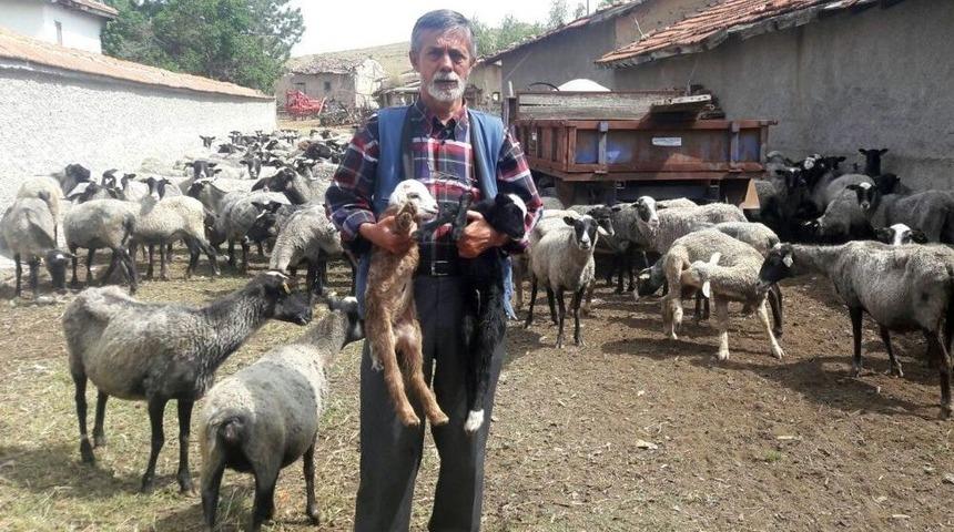 &Ccedil;ift&ccedil;ilerin Yeni G&ouml;zdesi Romanov Koyunlar