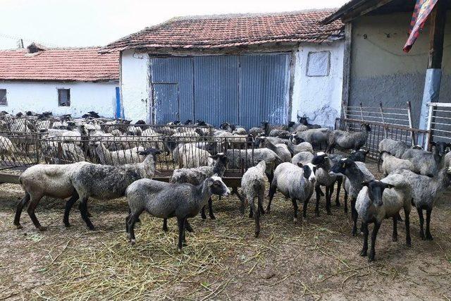 Çiftçilerin Yeni Gözdesi Romanov Koyunlar