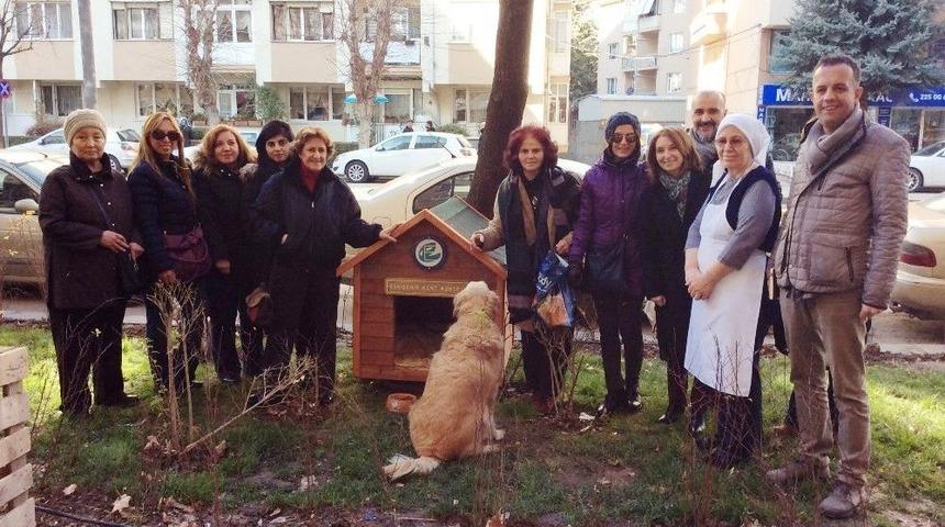 Sokak Hayvanlarına Yeni Kul&uuml;beler
