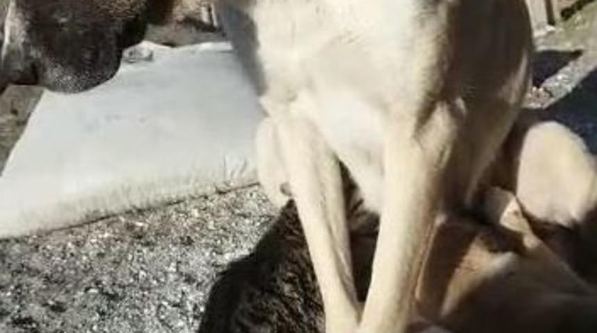 Kangal K&ouml;peği Yavru Kediye Annelik Yapıyor