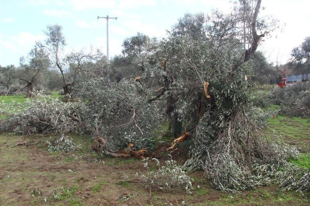 Hortum Zeytinlikleri Adeta Bi&ccedil;ti