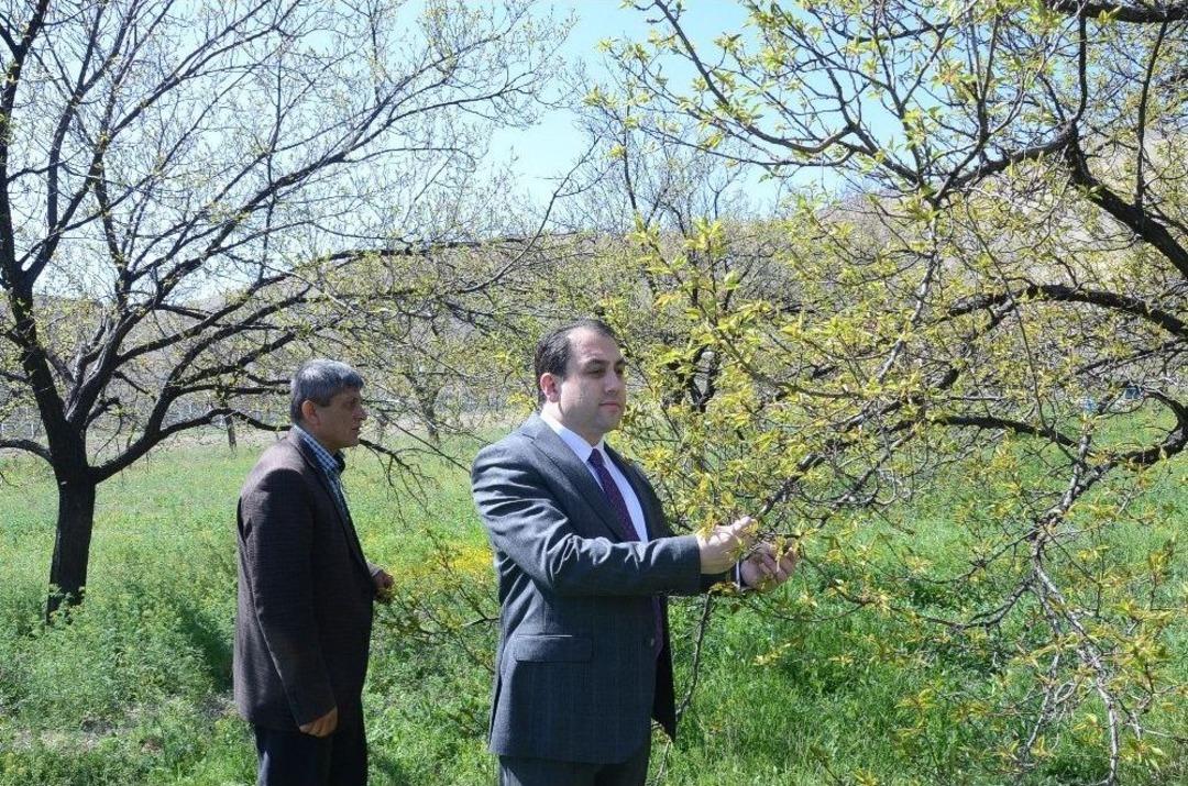 Darende&rsquo;de Kayısının Y&uuml;zde 70&rsquo;i Yandı