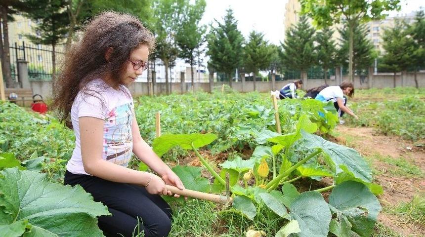 &Ouml;ğrenciler Organik Tarımla Toprakla Buluştu