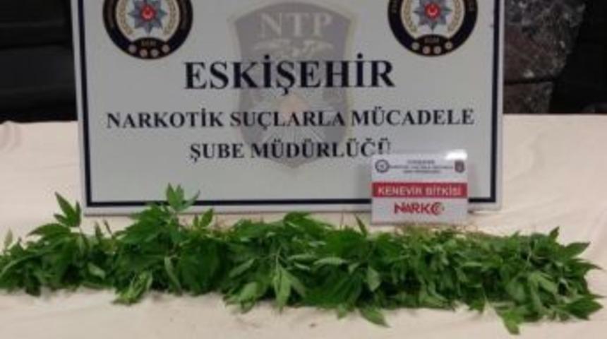 Eskişehir&rsquo;de 170 K&ouml;k Kenevir Ele Ge&ccedil;irildi