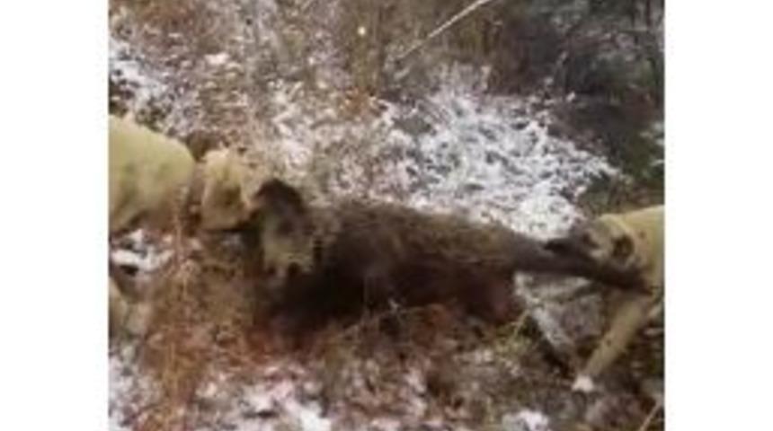 S&uuml;r&uuml;ye Saldıran Yaban Domuzunu Kangal K&ouml;pekleri Telef Etti