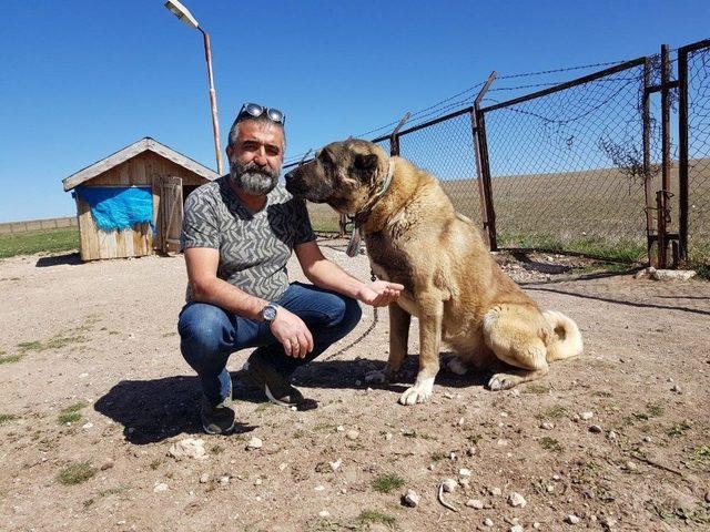 Kangallara Turist Akını 1