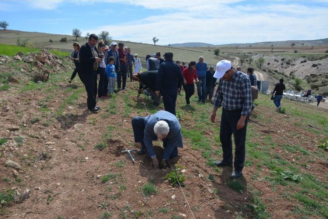 K&uuml;&ccedil;&uuml;kk&ouml;y Lavanta A&ccedil;acak
