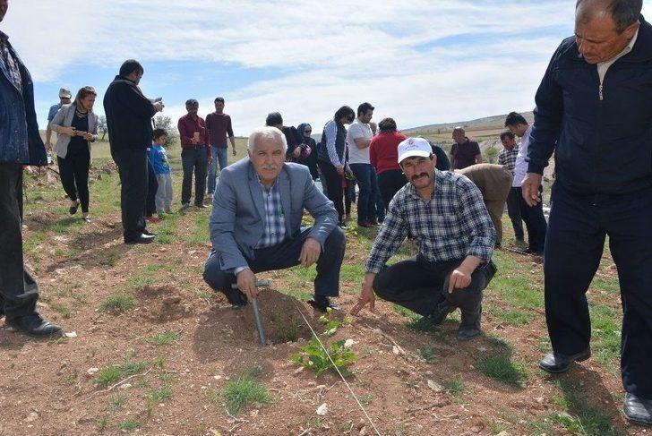 Küçükköy Lavanta Açacak G1