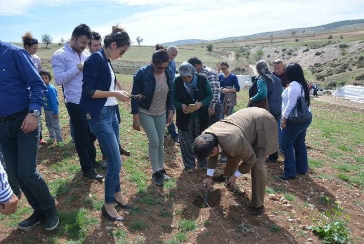 Küçükköy Lavanta Açacak G2