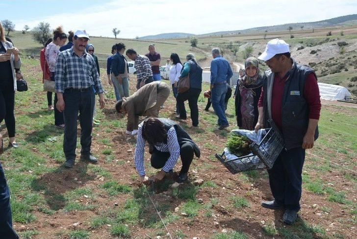 Küçükköy Lavanta Açacak G3