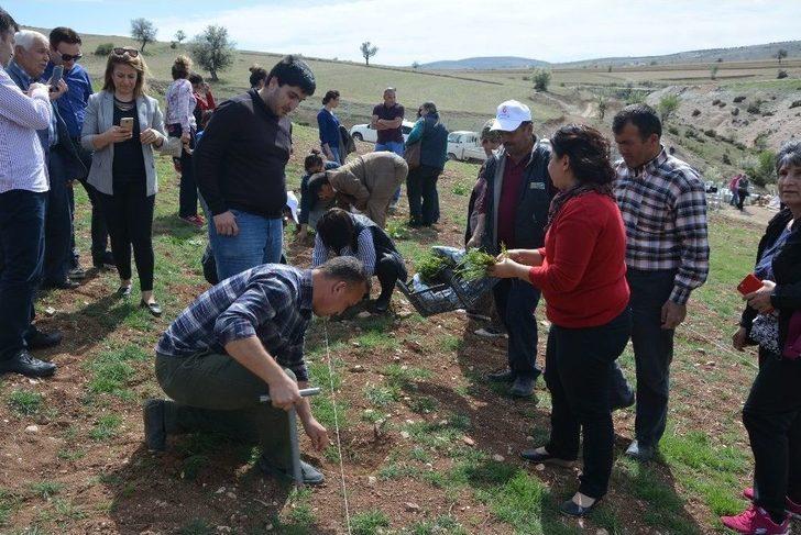 Küçükköy Lavanta Açacak G4