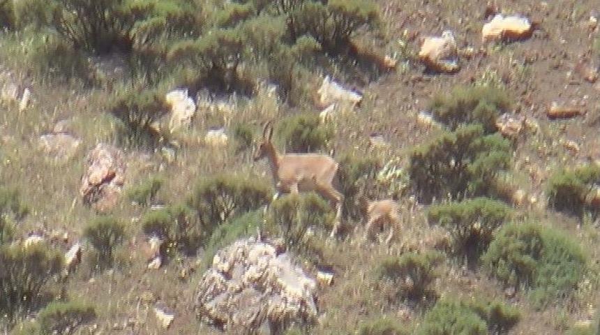 Adıyaman’da Dağ Keçileri Yavrularıyla Birlikte Görüntülendi