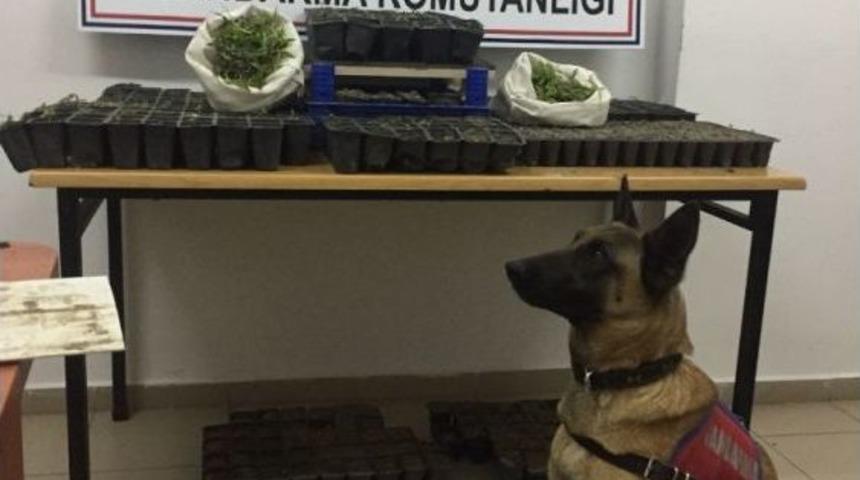 &Ccedil;orum&rsquo;da Kenevir Operasyonu