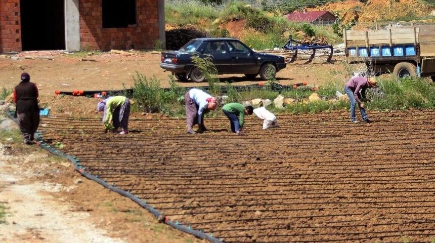 &Ccedil;elikhan&rsquo;da T&uuml;t&uuml;n Dikimi Başladı