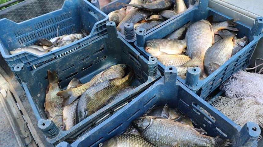 Elazığ&rsquo;da Ka&ccedil;ak Avlanan 300 Kilo Balık Ele Ge&ccedil;irildi