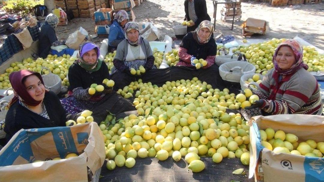 &rsquo;yatağa&rsquo; Alınan Limon &Uuml;reticisine Daha Fazla Kazandırıyor