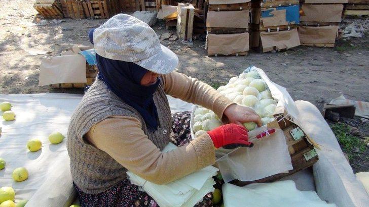 ’yatağa’ Alınan Limon Üreticisine Daha Fazla Kazandırıyor G1