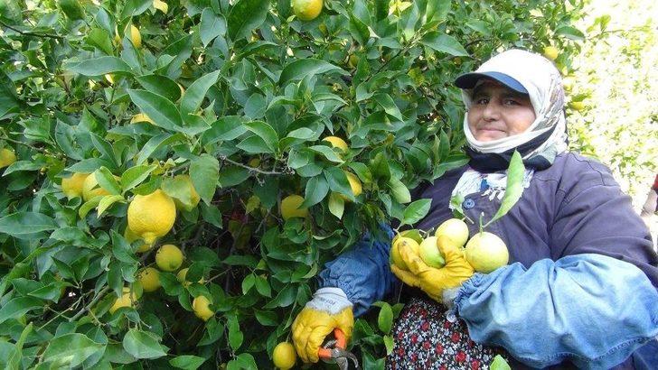 ’yatağa’ Alınan Limon Üreticisine Daha Fazla Kazandırıyor G2