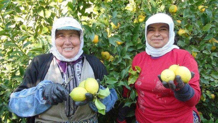 ’yatağa’ Alınan Limon Üreticisine Daha Fazla Kazandırıyor G3