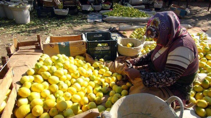 ’yatağa’ Alınan Limon Üreticisine Daha Fazla Kazandırıyor G4