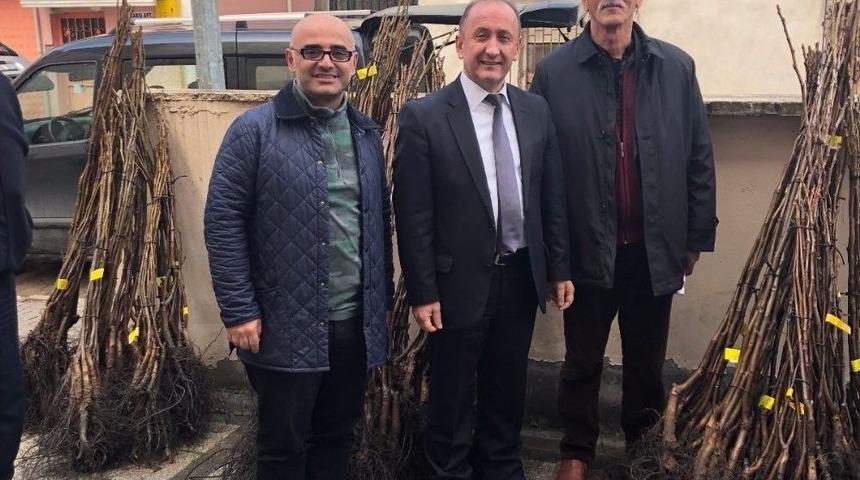 Çiftçilere Bin Adet Ceviz Dağıtıldı