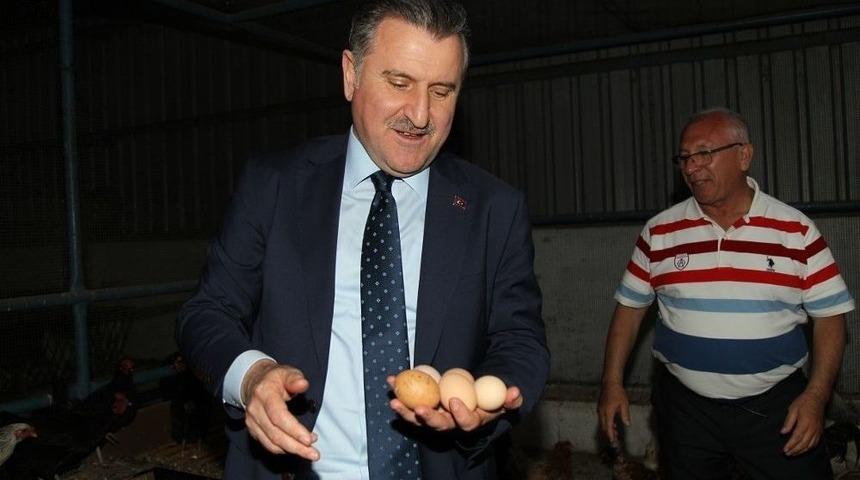 Bakan Bak Yumurta Topladı