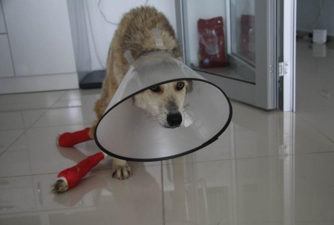 (&ouml;zel Haber) Muş&rsquo;ta Yaralanan K&ouml;pekler Tekirdağ&rsquo;da Tedavi Altına Alındı