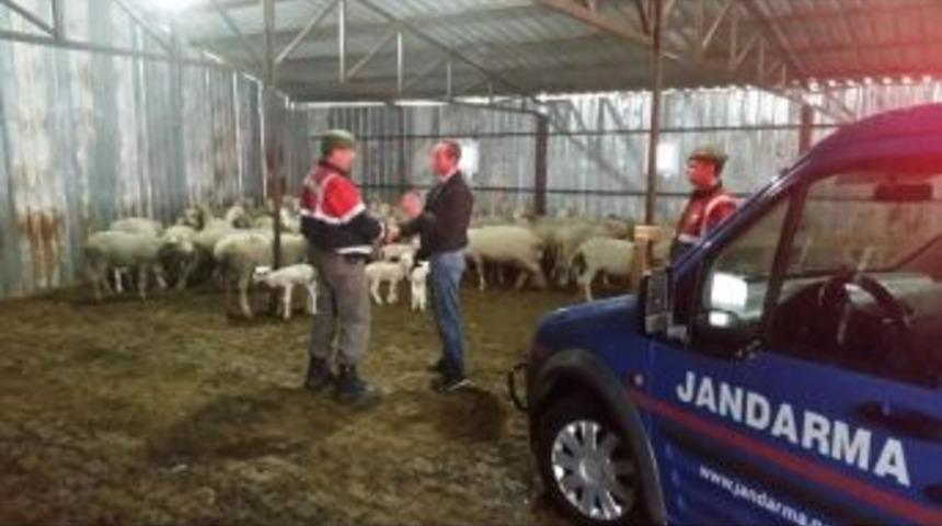 Hayvan Hırsızları Tutuklandı