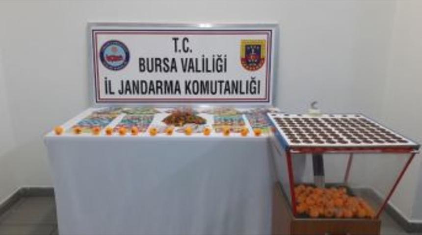 Bursa&rsquo;da Kumar Operasyonu