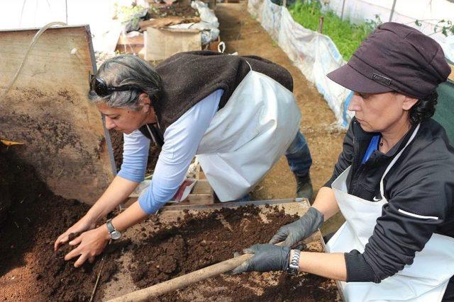 Doğaya Zarar Vermeden Para Kazanıyorlar 2