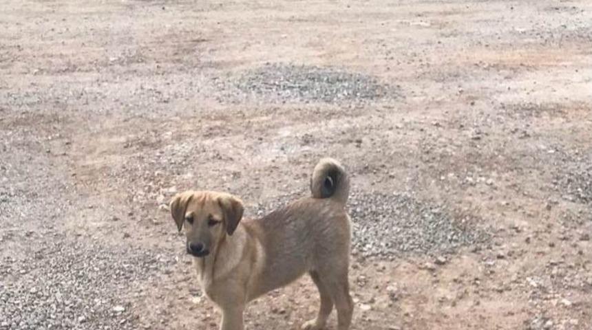 Kulağı Kesilen K&ouml;peklere B&uuml;y&uuml;kşehirden Yardım Eli