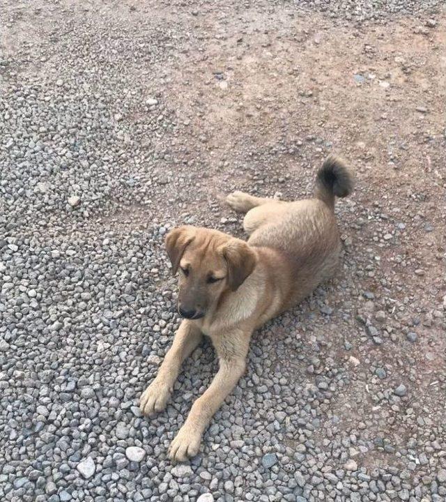 Kulağı Kesilen Köpeklere Büyükşehirden Yardım Eli