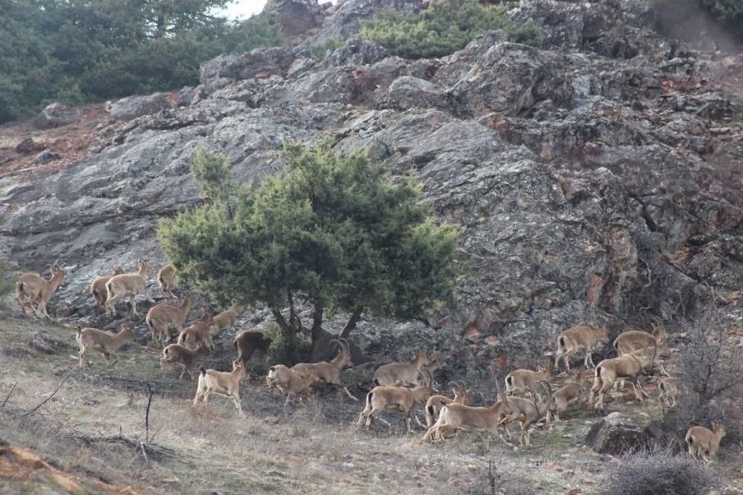 &Ouml;l&uuml;mleri Dikkat &Ccedil;ekmişti, S&uuml;r&uuml; Halinde G&ouml;r&uuml;ld&uuml;ler