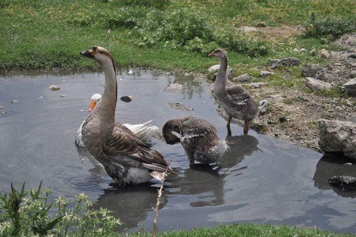 Bu Mahallenin Başı Kan Emicilerle Dertte G2