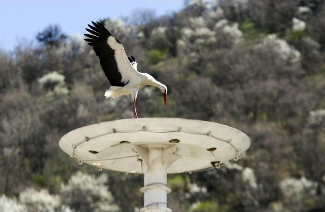 (&ouml;zel) Kanatlarında Baharı Getirdiler