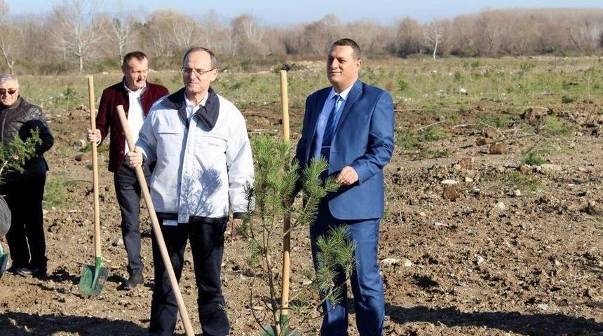 Arifiye&rsquo;de Eski D&ouml;k&uuml;m Sahası Orman Oluyor