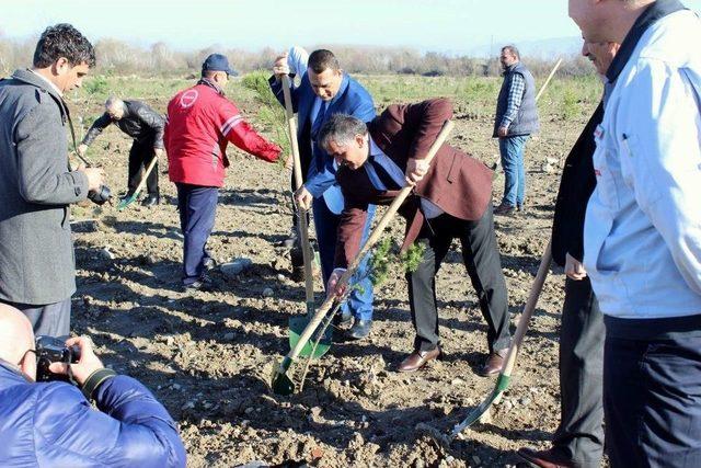 Arifiye’de Eski Döküm Sahası Orman Oluyor