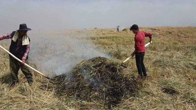 Kahramanmaraş’ta Firik Buğdayı Hasadı Başladı