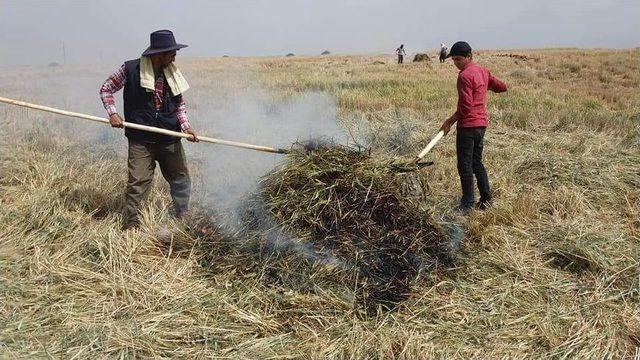 Kahramanmaraş’ta Firik Buğdayı Hasadı Başladı