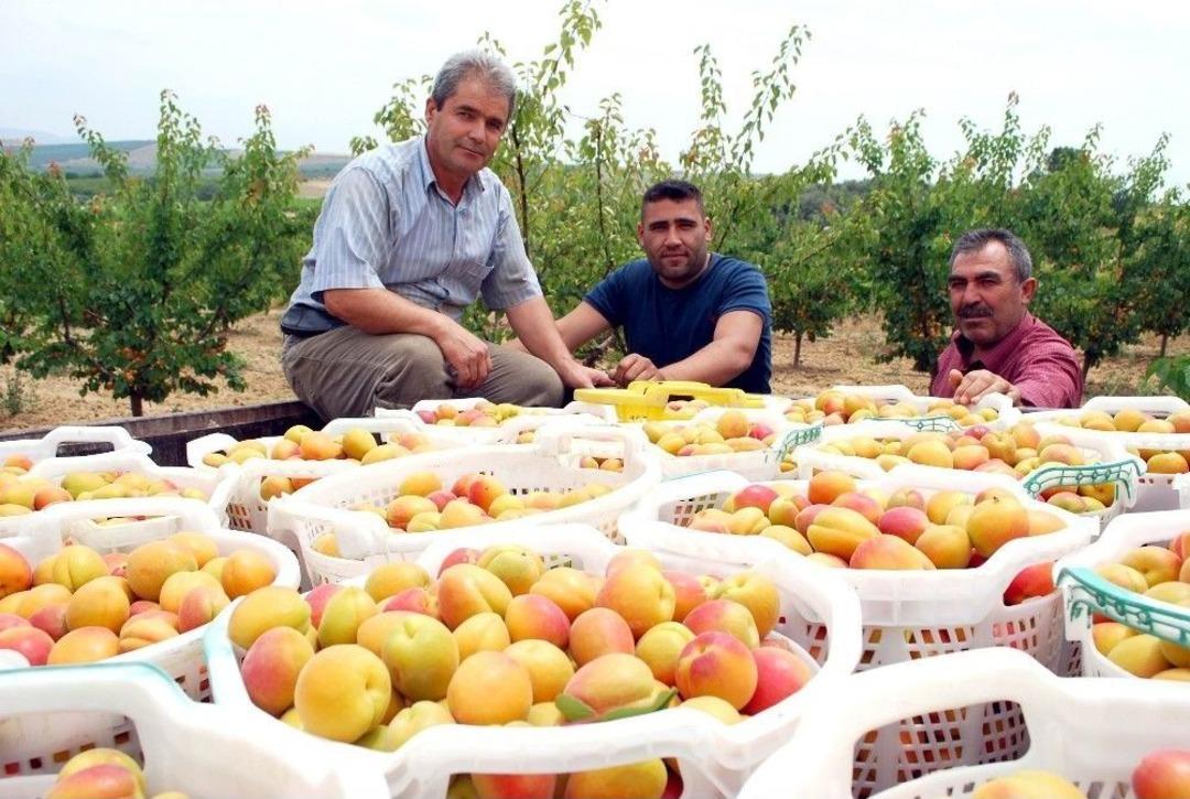 (&ouml;zel Haber) Kayısıda Bu Yıl Rekolte De Fiyatlar Da Beklentiyi Karşılamadı