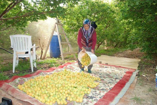 Silifke’de Yılın İlk Örtü Altı Kayısı Hasadı Başladı