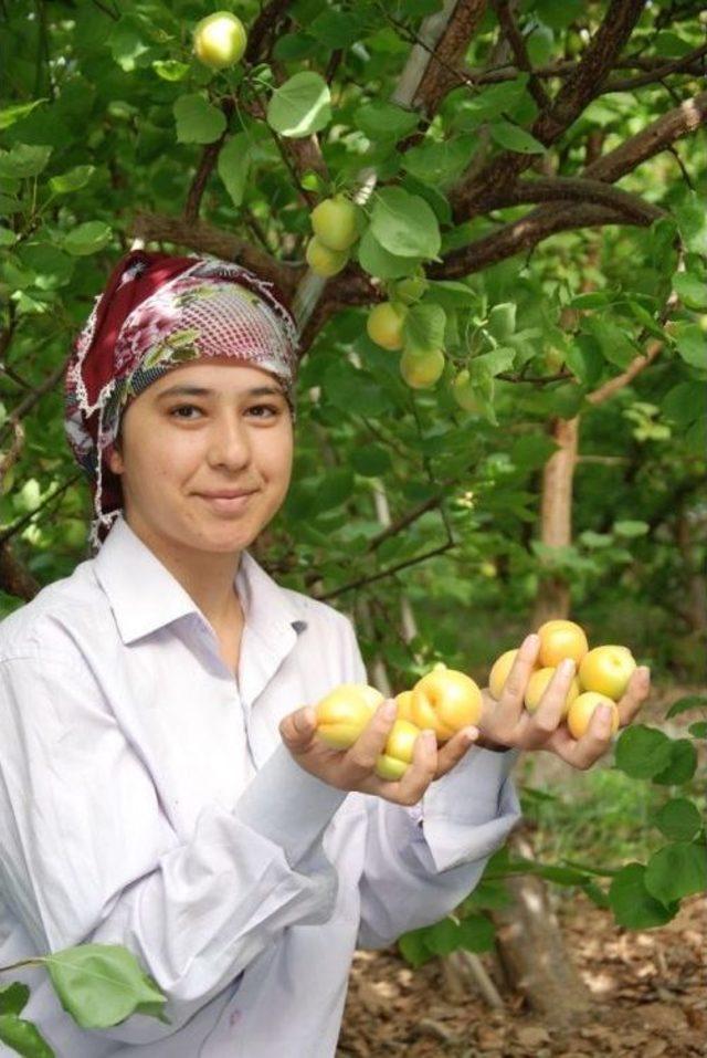 Silifke’de Yılın İlk Örtü Altı Kayısı Hasadı Başladı