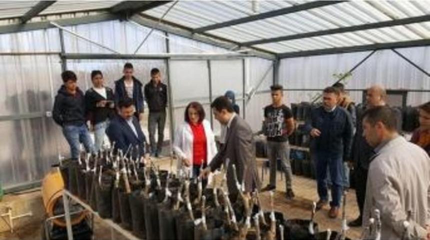 Kaymakam Girgin Ceviz Aşısı Yapım Alanını İnceledi